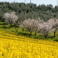 smtstudio_aziendaagricola_002